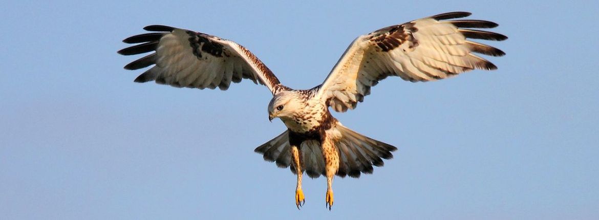 Ruigpootbuizerd / Koos Dansen