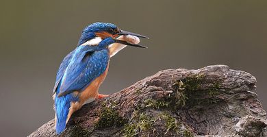 IJsvogel / Martin in de Wal