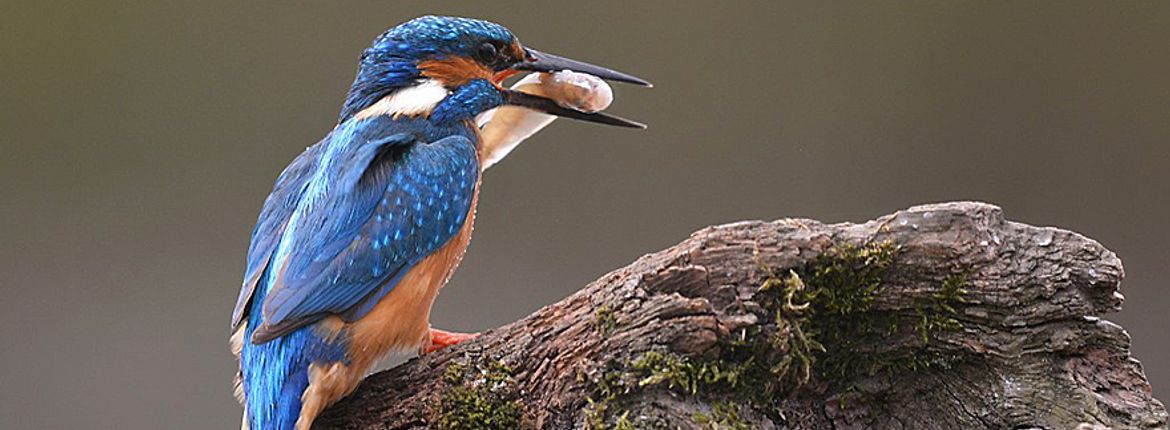 IJsvogel / Martin in de Wal