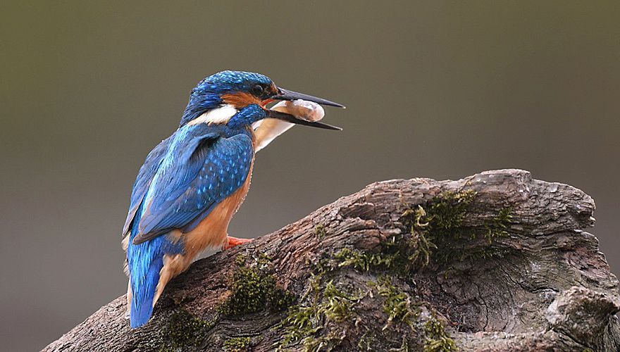 IJsvogel / Martin in de Wal