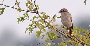 Grauwe Klauwier / Gerard van Aalst