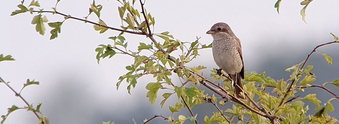 Grauwe Klauwier / Gerard van Aalst