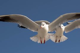 Hongerige kokmeeuwen op de boot van Texel naar Den Helder