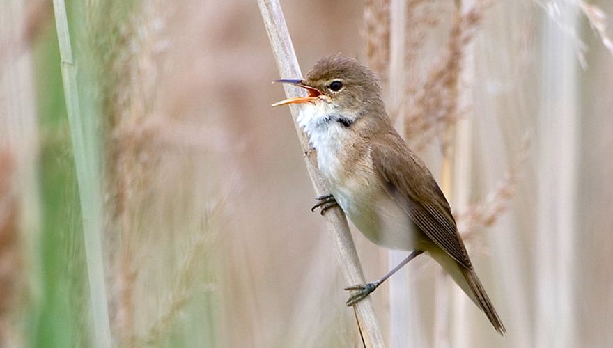 Kleine karekiet / Birdphoto