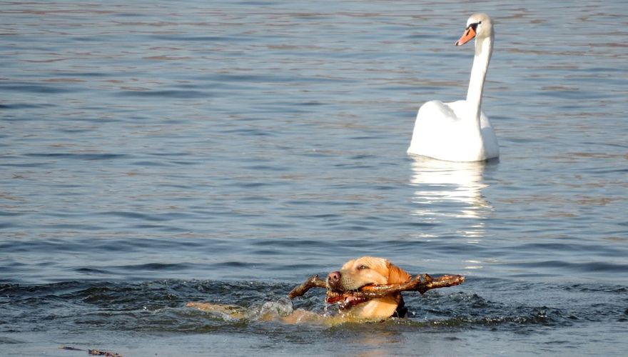 Knobbelzwaan en zwemmende hond / Pixnio