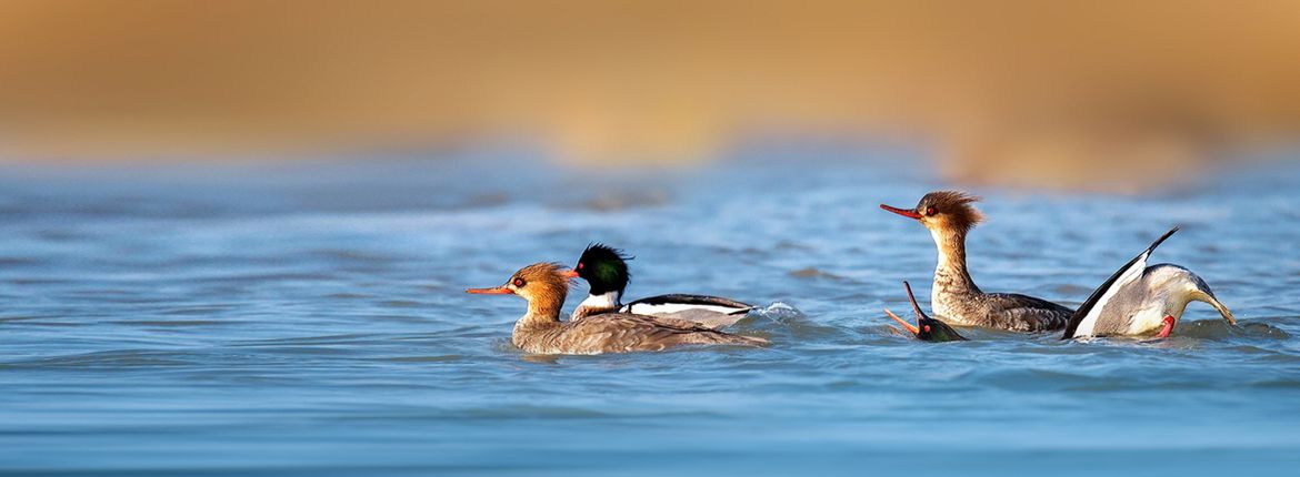 Middelste zaagbek / Shutterstock