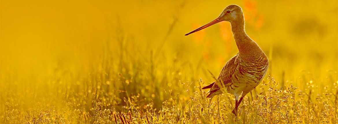 Grutto / Nature in Stock - Marcel van Kammen