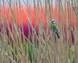 pimpelmees in riet