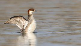 Nonnetje flappert met haar vleugels