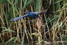 Purperkoet in vlucht