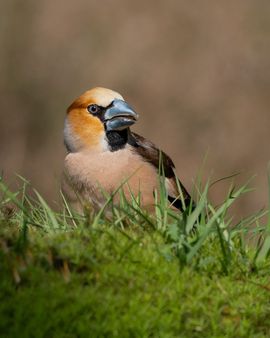 Appelvink man in gras