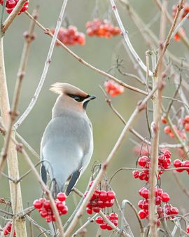 Pestvogel in de Nieuwe Dordtse Biesbosch