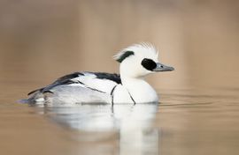 Mooi wit is niet lelijk