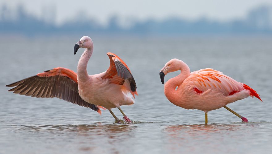 Chileense flamingo / Shutterstock