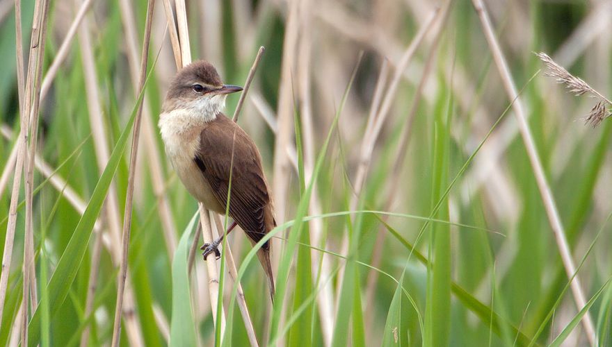 Grote karekiet / Birdphoto