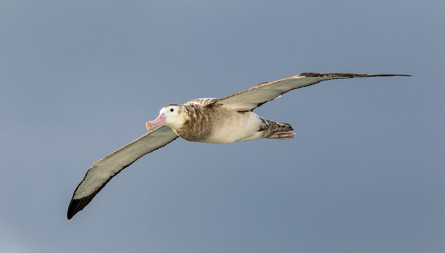 Grote albatros / Otto Plantema