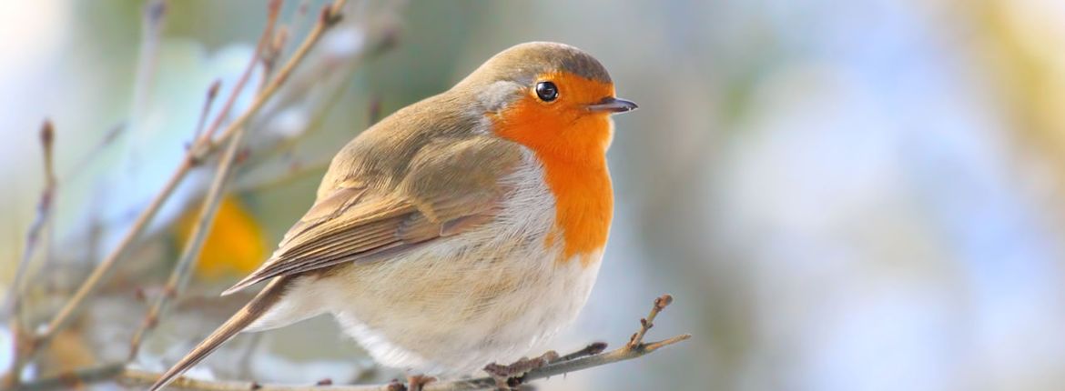 roodborst / Shutterstock