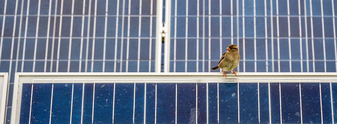 Huismus op zonnepanelen / Shutterstock