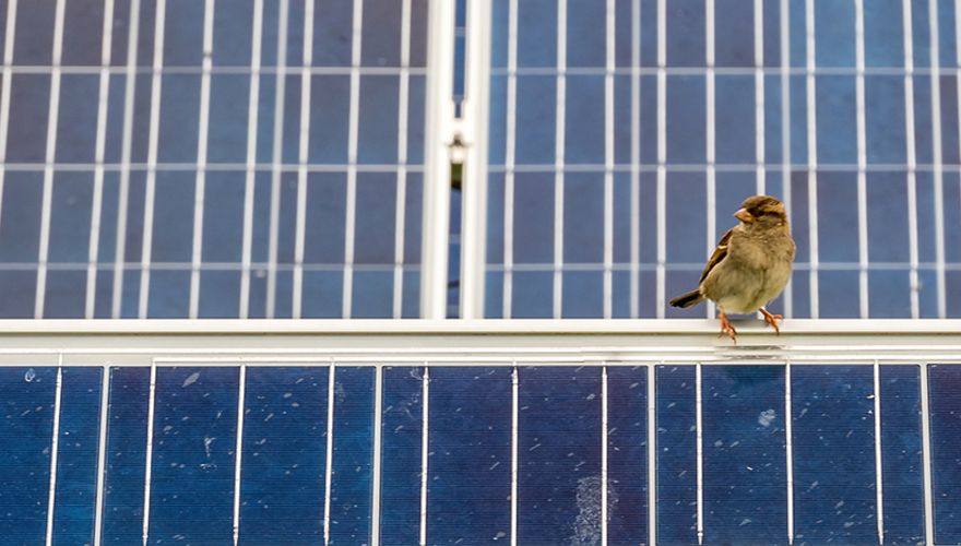 Huismus op zonnepanelen / Shutterstock