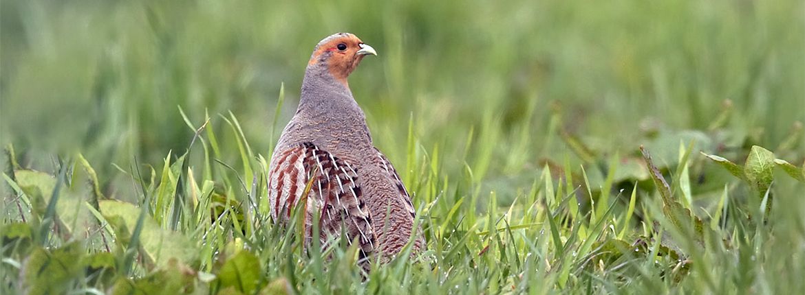 Patrijs / Birdphoto