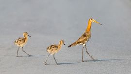 Grutto met haar jongen in de polder