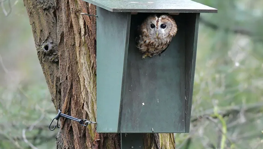 Nestkast bosuil / CJ