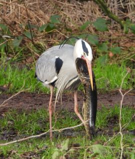 Reiger met enorme snoek