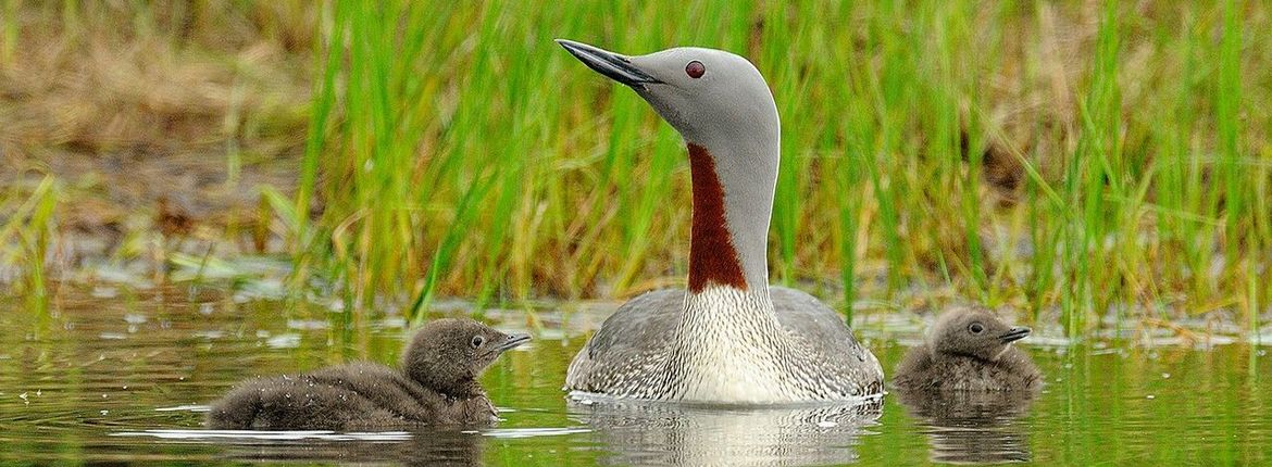 Roodkeelduiker \ Jelle de Jong