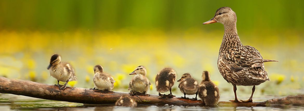 Krakeend / Shutterstock