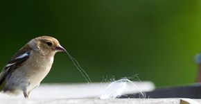 Vink verzamelt haren / Roy de Haas - Agami