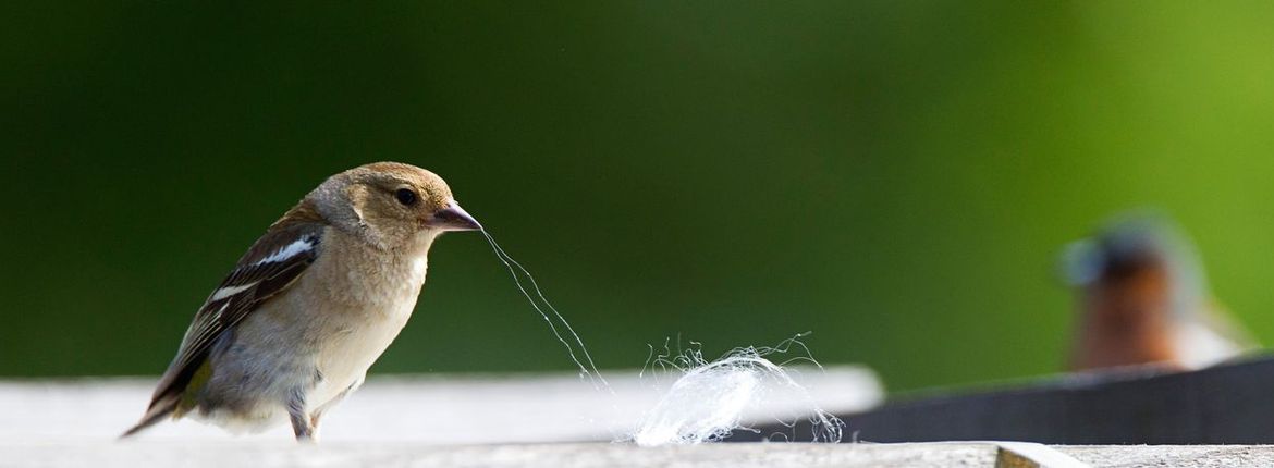 Vink verzamelt haren / Roy de Haas - Agami