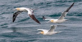 Jan-van-gent / Shutterstock