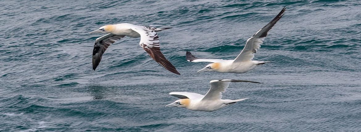 Jan-van-gent / Shutterstock