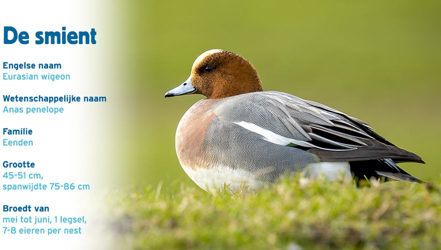 Smient paspoort vogelcursus