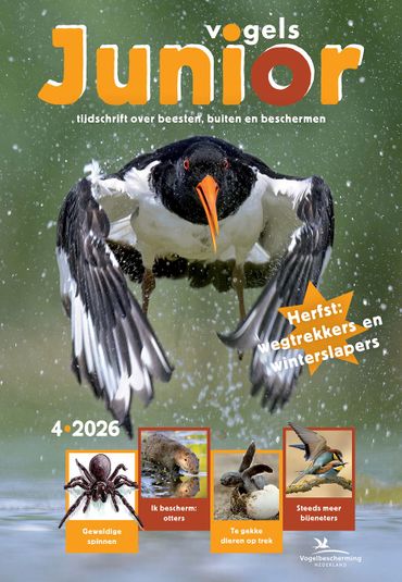 Cover Vogels Junior 4/2026