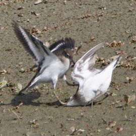 Twee vechtende oeverlopers