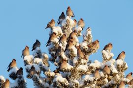 Pestvogelkerstboom