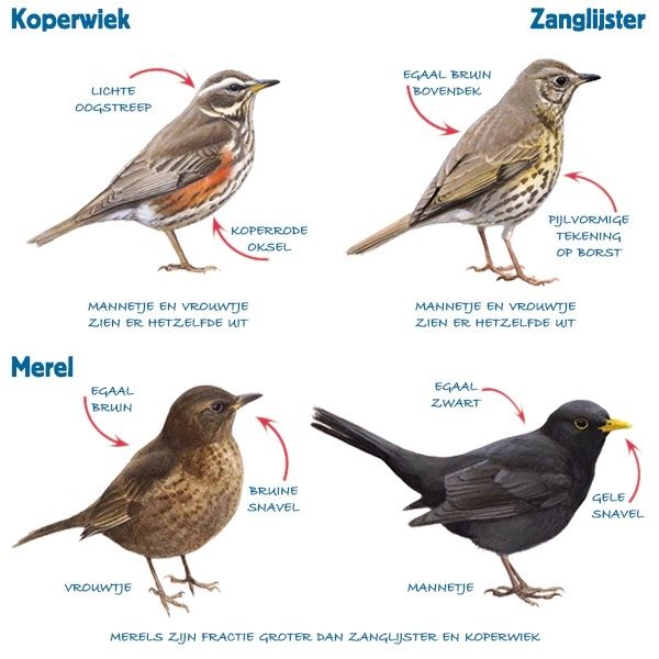 Moderator Champagne Surrey Herkenningstips | Vogelbescherming