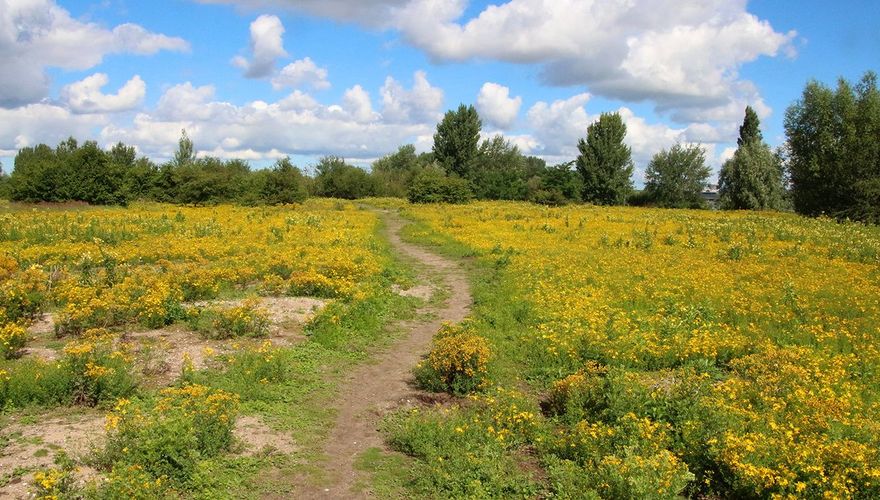 Geel bloemenveld / Leen Pauwels