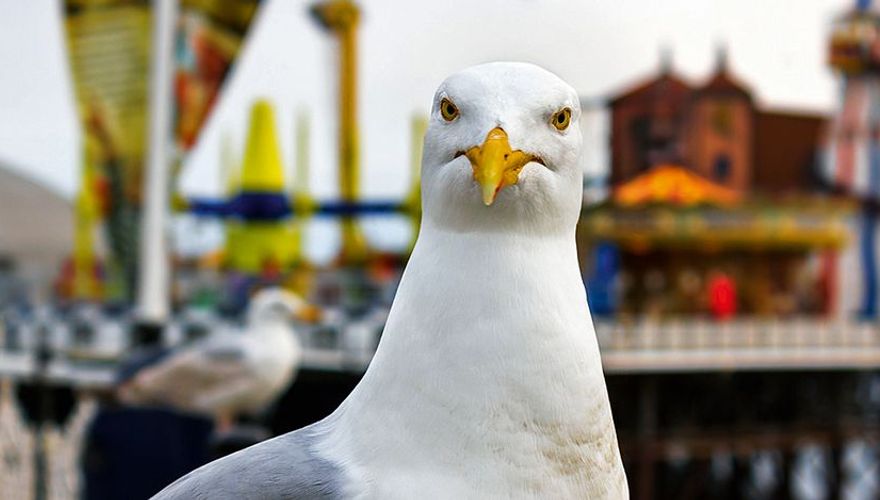 Zilvermeeuw / Shutterstock