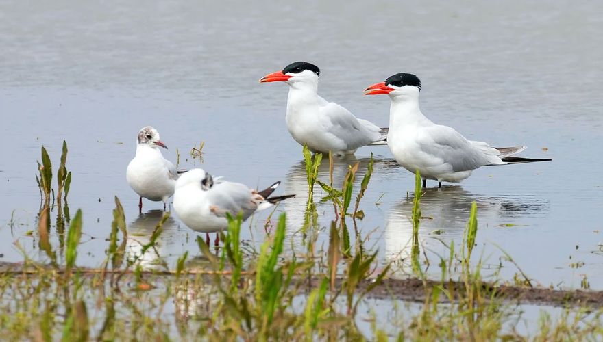 reuzenstern/ shutterstock