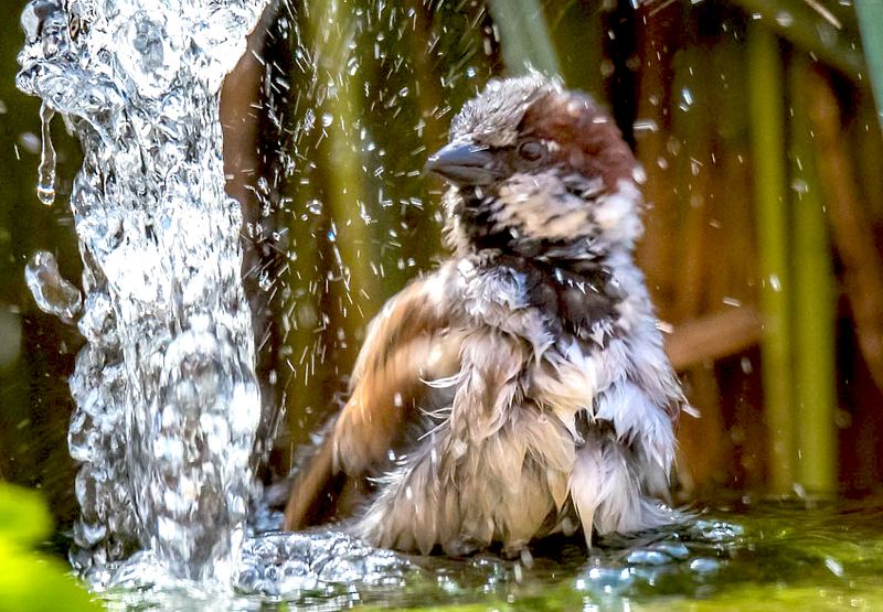 Huismus / Hans Cornet Fotogalerij