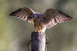 Torenvalk met muisje