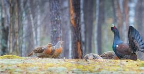 Auerhoen / Shutterstock