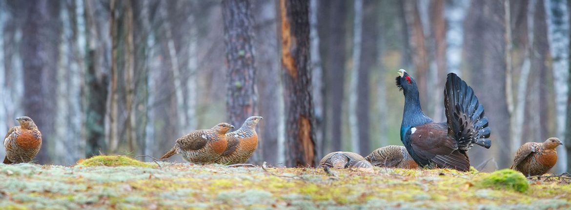 Auerhoen / Shutterstock