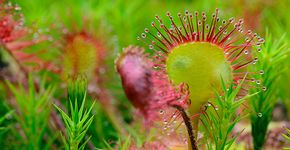 Ronde zonnedauw / Hans Peeters