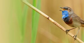 Blauwborst / Shutterstock