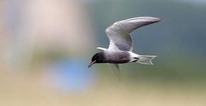 Zwarte stern / Birdphoto