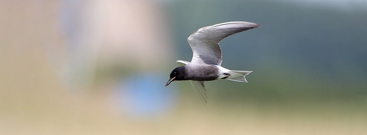 Zwarte stern / Birdphoto