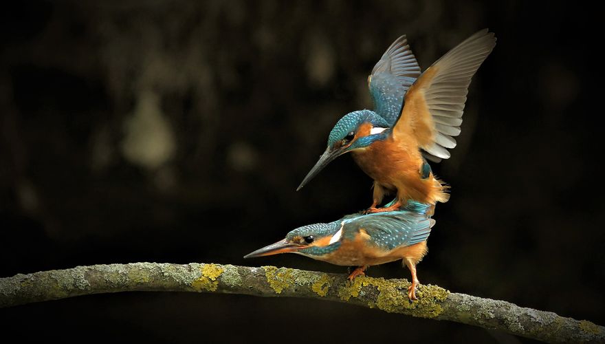 IJsvogel / Hille de Bruin (Fotogalerij)